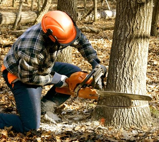 Tree Removal in Claremont, VA